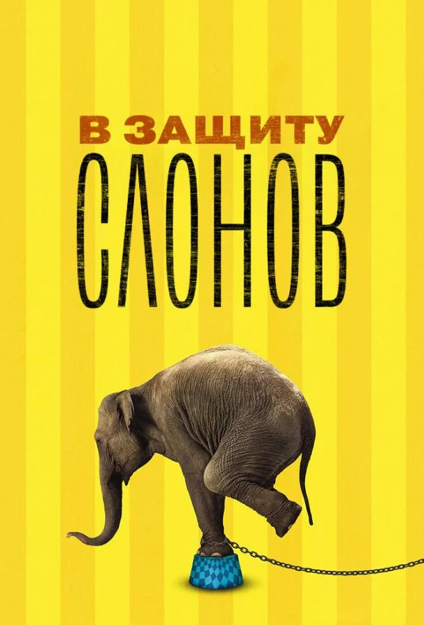 В защиту слонов (2013) смотреть онлайн