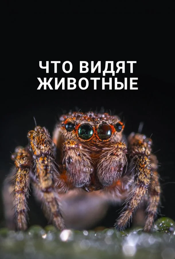 Что видят животные (2018) смотреть онлайн